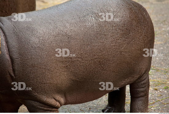 Whole Body Hippopotamus