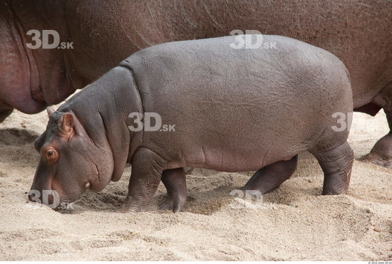 Whole Body Hippopotamus