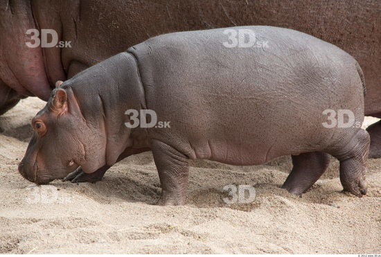 Whole Body Hippopotamus