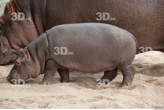 Whole Body Hippopotamus