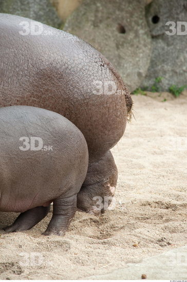 Whole Body Hippopotamus