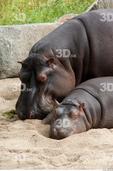 Whole Body Hippopotamus