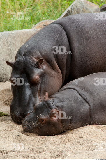 Whole Body Hippopotamus