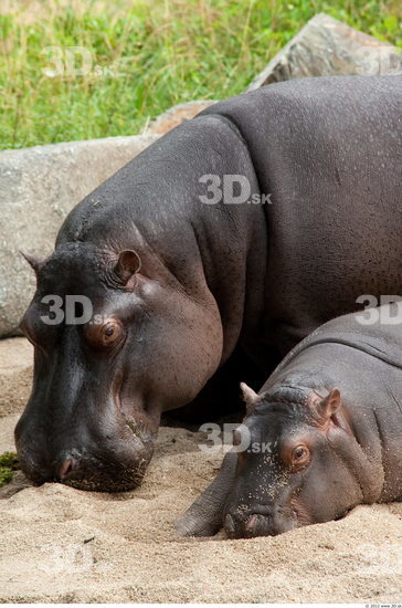 Whole Body Hippopotamus