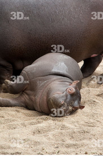 Whole Body Hippopotamus