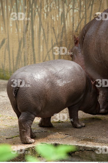 Whole Body Hippopotamus