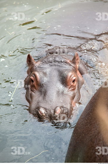 Hippopotamus