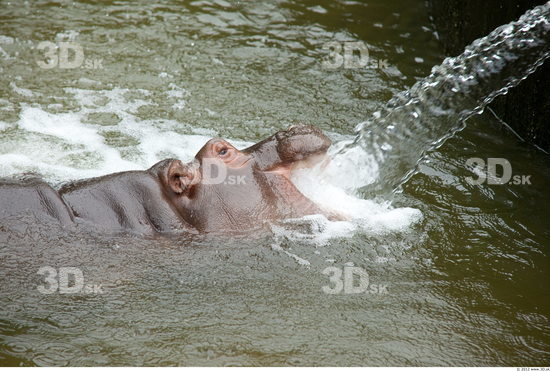 Hippopotamus