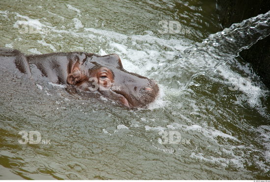 Hippopotamus