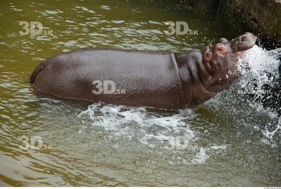 Hippopotamus