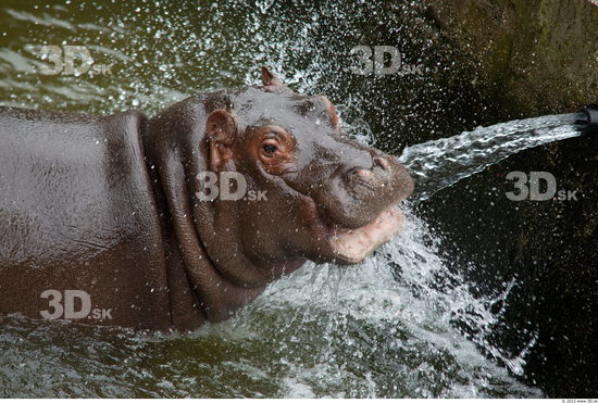 Hippopotamus