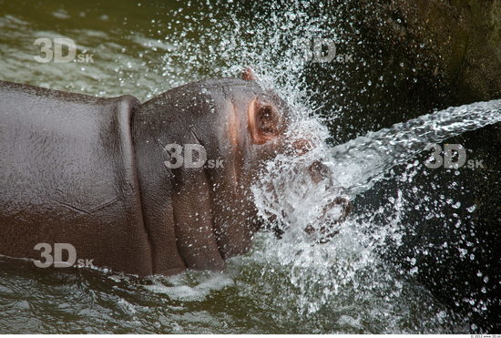 Hippopotamus