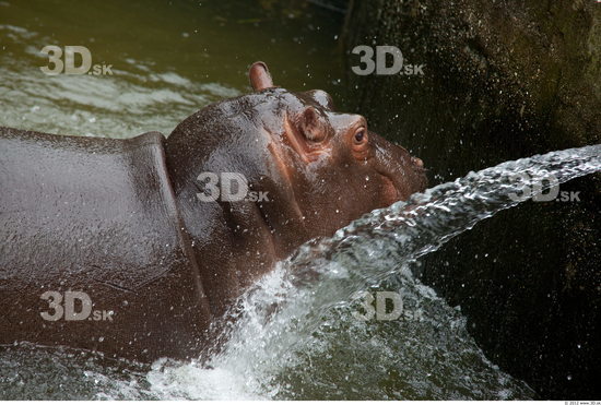 Hippopotamus