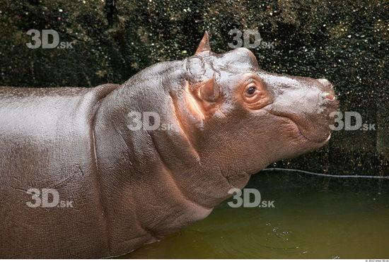 Head Hippopotamus