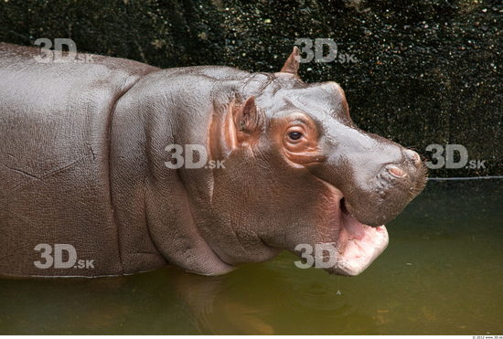 Head Hippopotamus