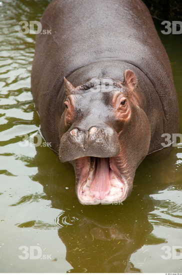 Head Hippopotamus