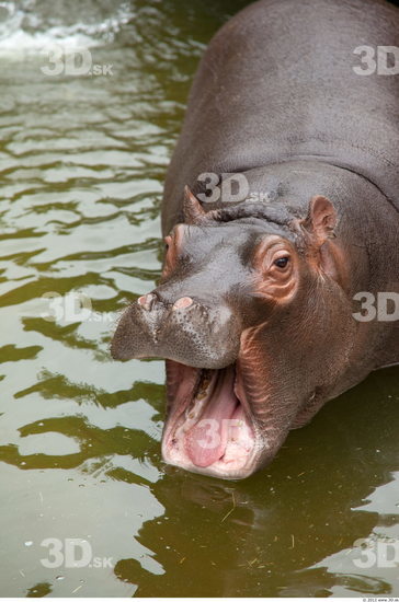 Head Hippopotamus