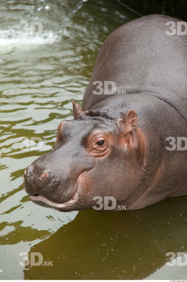 Head Hippopotamus