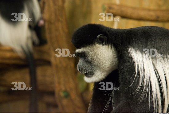 Whole Body Head Monkey Animal photo references