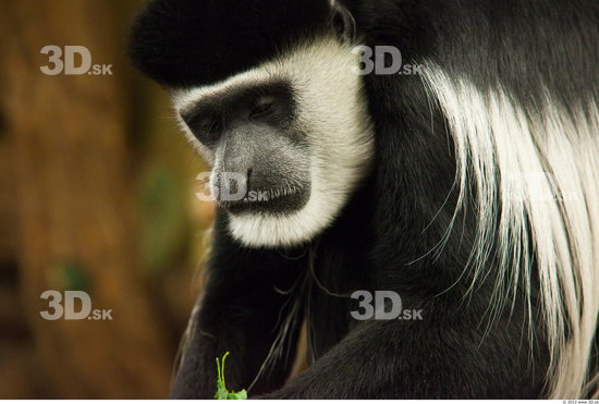 Whole Body Head Monkey Animal photo references