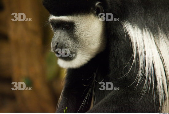 Whole Body Head Monkey Animal photo references