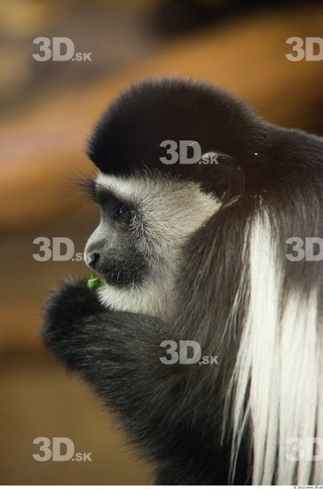 Whole Body Head Monkey Animal photo references