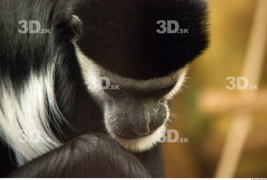 Whole Body Head Monkey Animal photo references