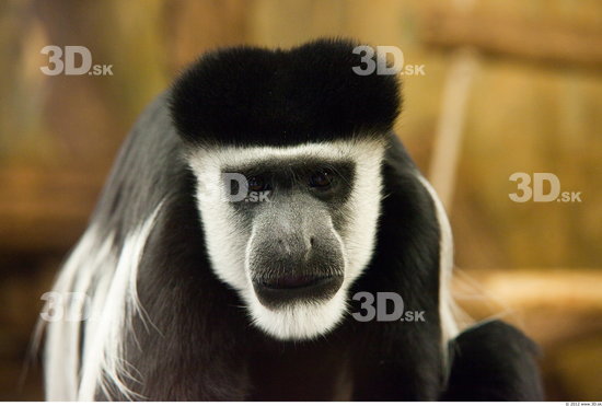 Whole Body Head Monkey Animal photo references