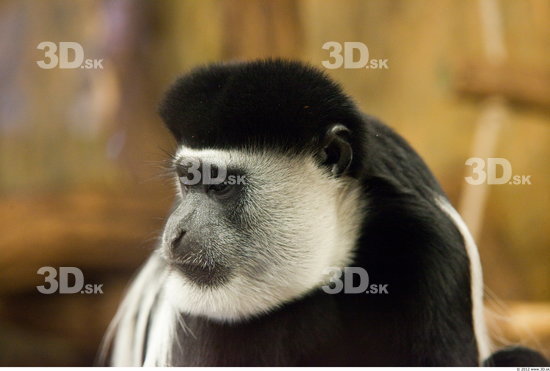 Whole Body Head Monkey Animal photo references