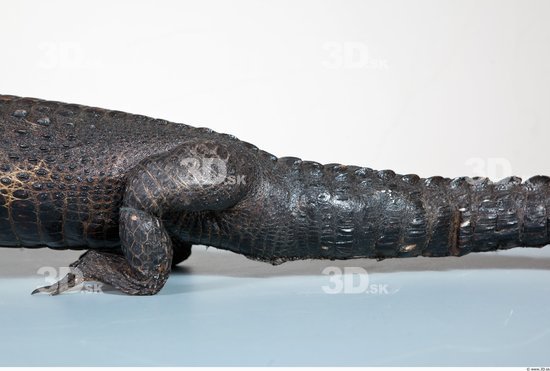 Tail Crocodile