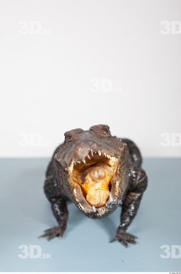 Mouth Crocodile