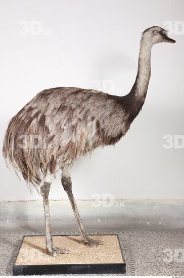 Whole Body Emus