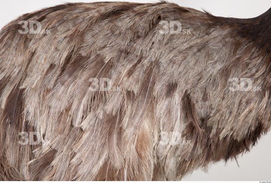 Whole Body Emus