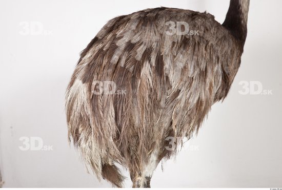 Whole Body Emus