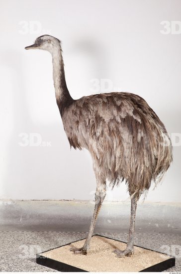 Whole Body Emus