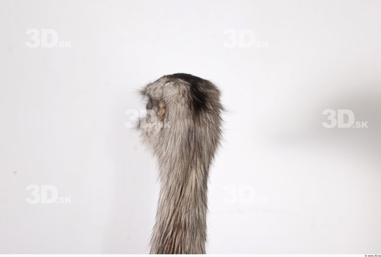 Head Emus