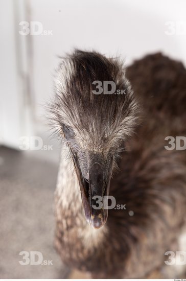 Head Emus