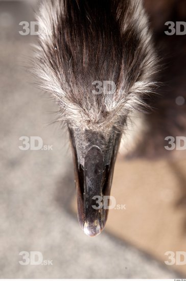 Head Emus