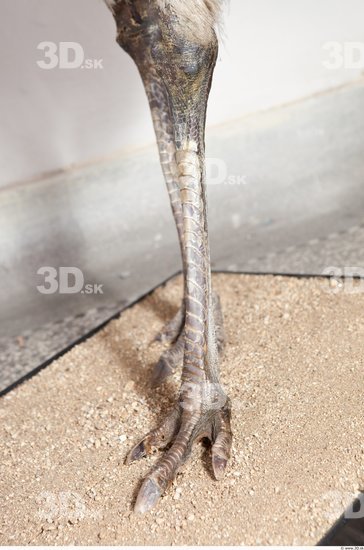 Leg Emus