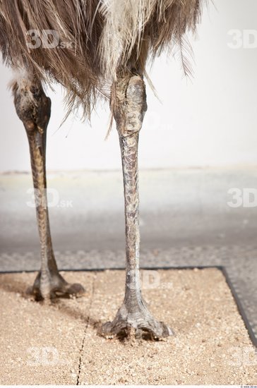 Leg Emus
