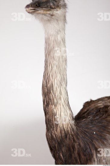 Neck Emus