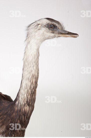 Neck Emus