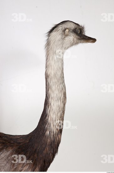 Neck Emus