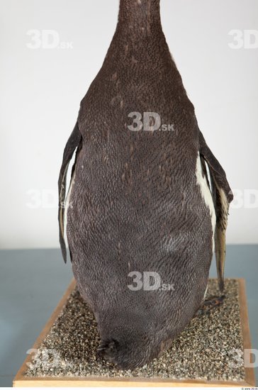 Whole Body Penguin