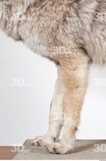 Leg Wolf