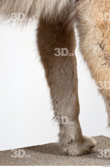 Leg Wolf