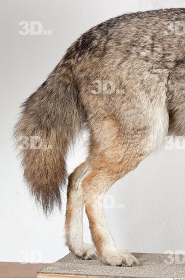 Leg Wolf