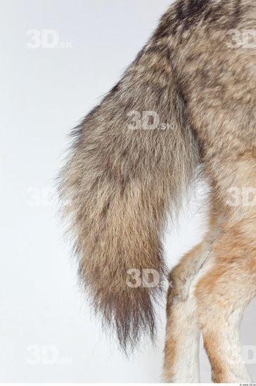 Tail Wolf