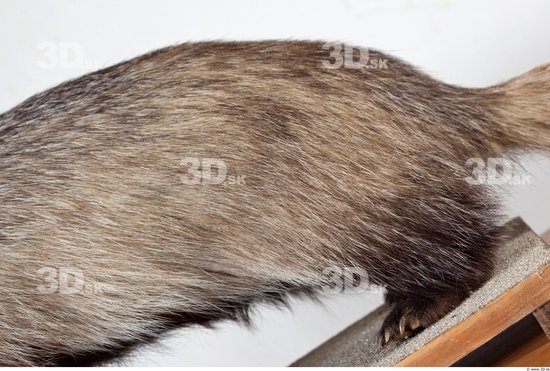 Leg Badger