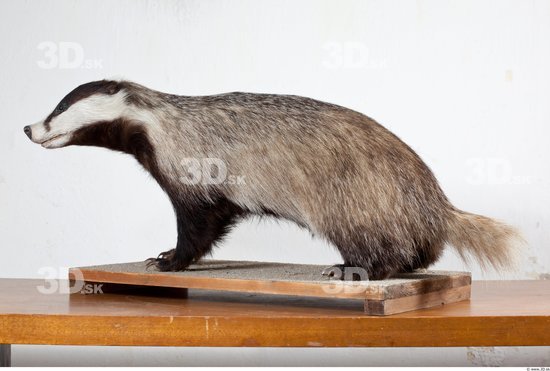 Whole Body Badger